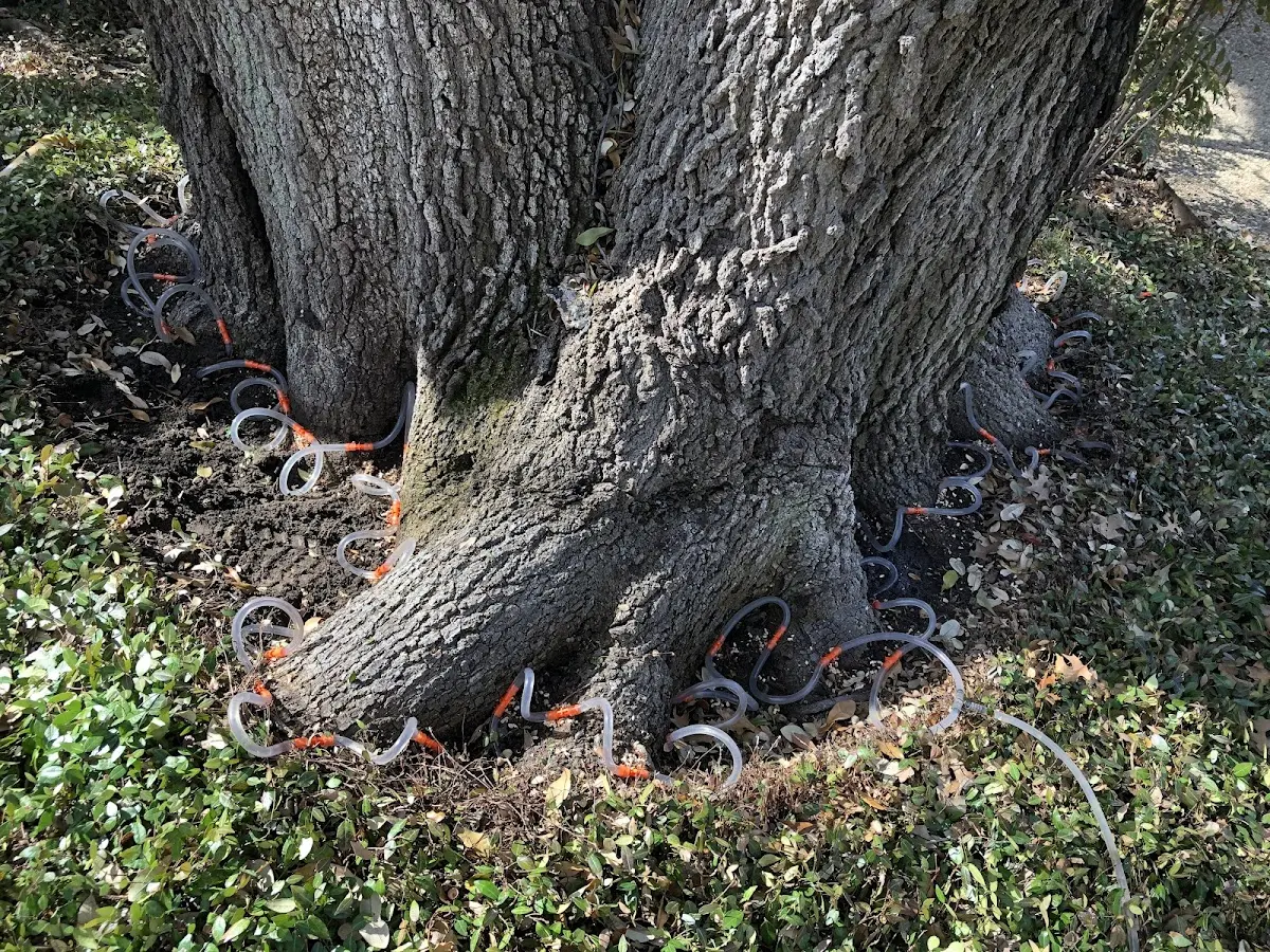Detailed Tree Cabling and Bracing job site in Whittemore